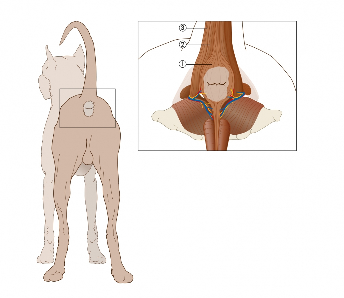 anatomie anus normaal