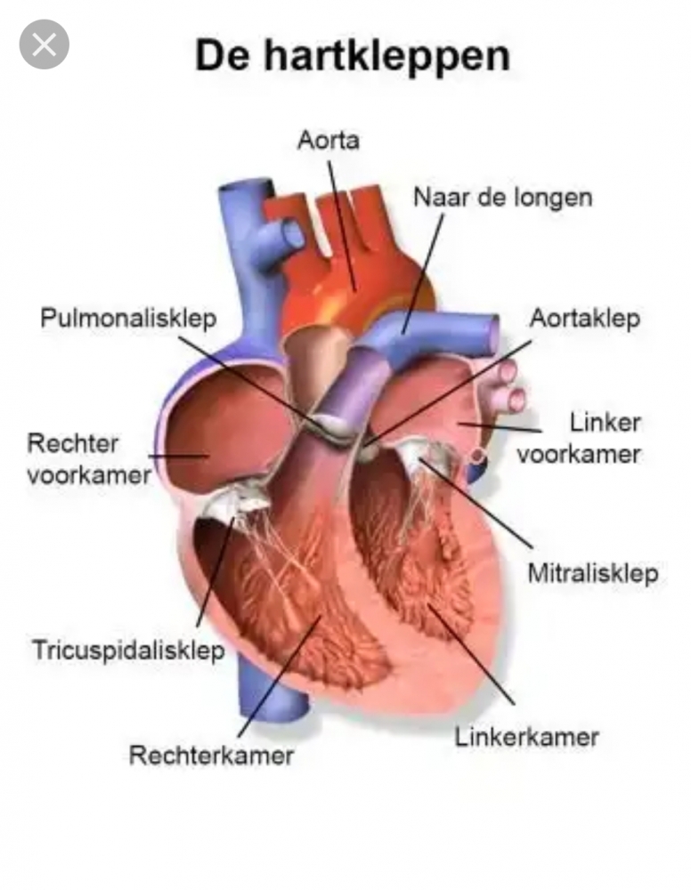 doorsnede hart