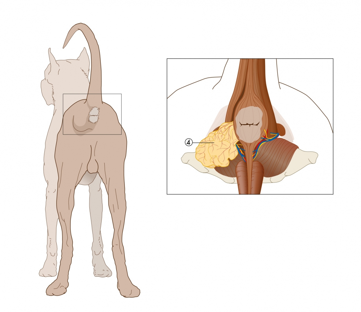 Hernia perinealis