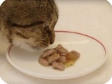 kat eet van schoteltje