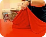 Kat in handdoek