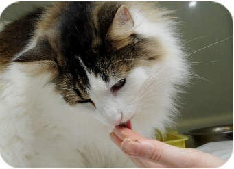 kat likt voer van vinger