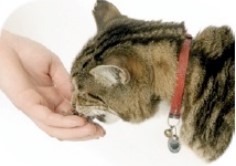 kat eet uit hand