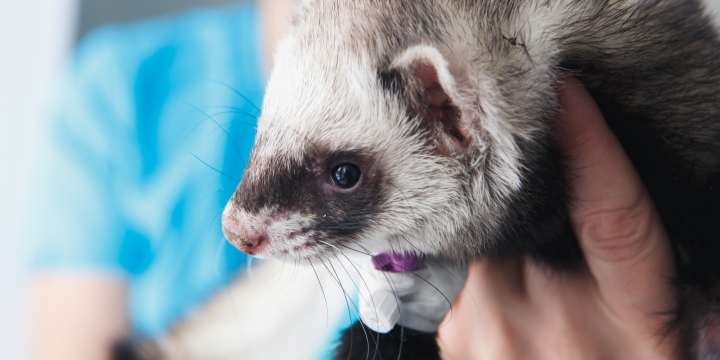 Dierenartscentrum de Peelhorst fred