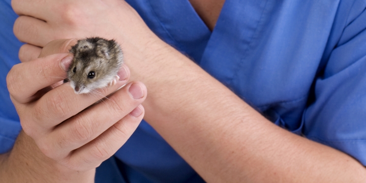 Dierenartscentrum de Peelhorst - hamster