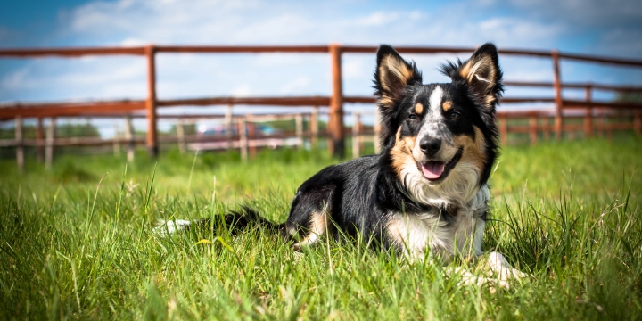 Dierenartscentrum de Peelhorst HOND