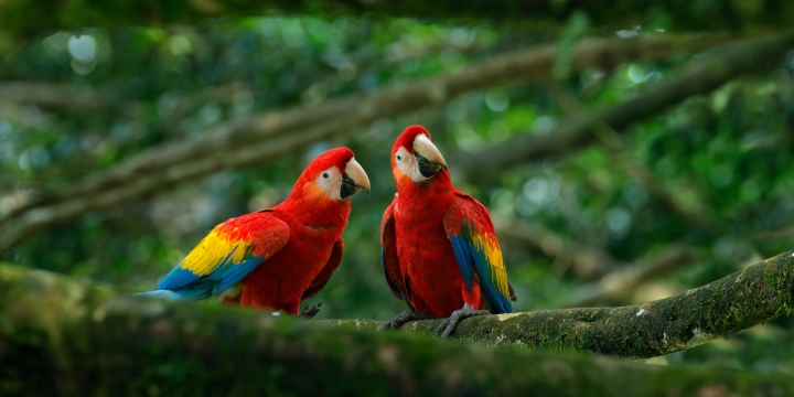 Dierenartscentrum de Peelhorst - vogels en reptielen