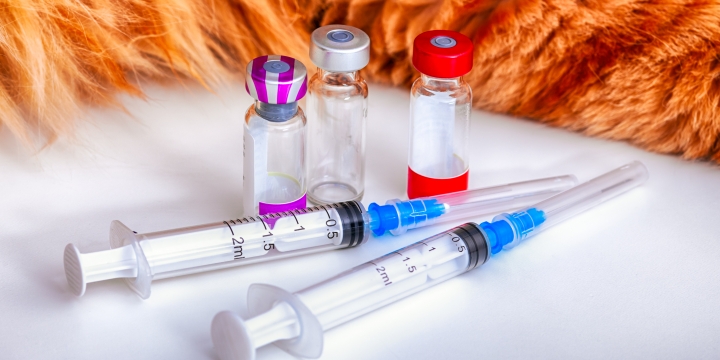vaccineren hond en kat
