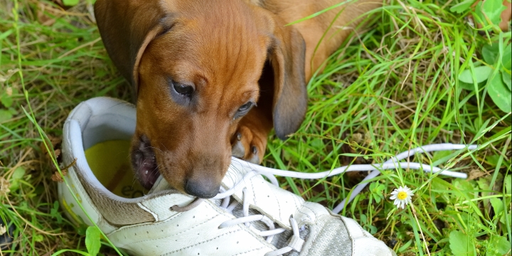 hond kauwt op schoen