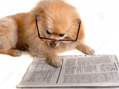 hond leest krant